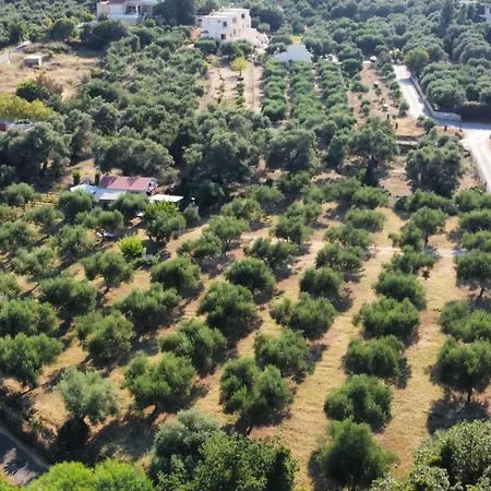 Olea *
